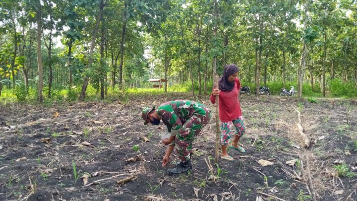 Musim Tanam Sudah Mulai, Anggota Satgas TMMD Bojonegoro Bantu Tanam Jagung